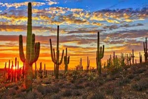 Arizona sportsbooks
