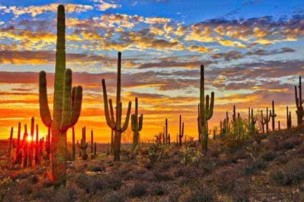 Arizona sportsbooks